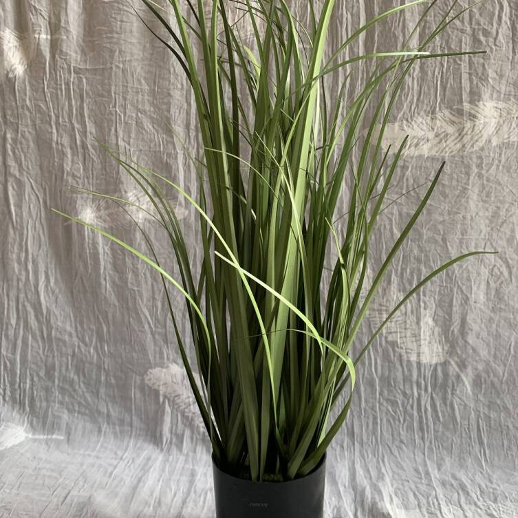 Trawa 50 cm