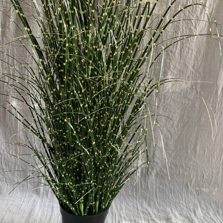 Trawa 80 cm