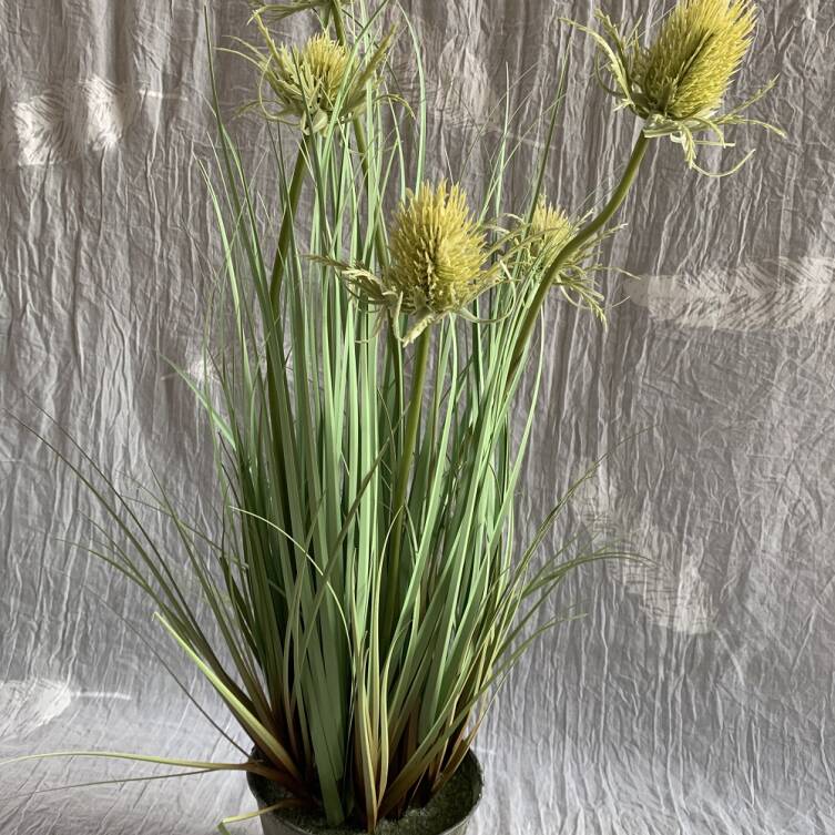 Trawa 60 cm