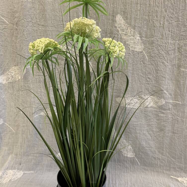 Trawa 60 cm