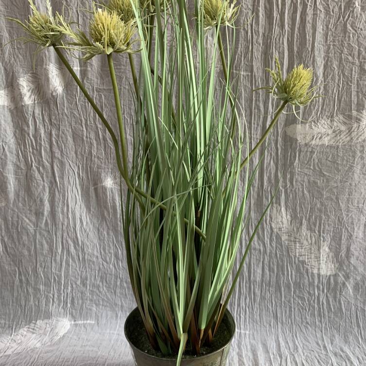 Trawa 70 cm