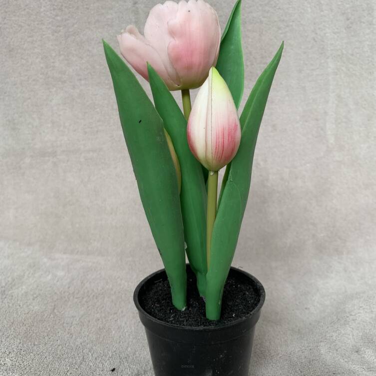 Tulipany w doniczce